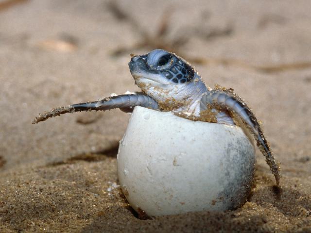 Green turtle hatchling breaking out of its egg