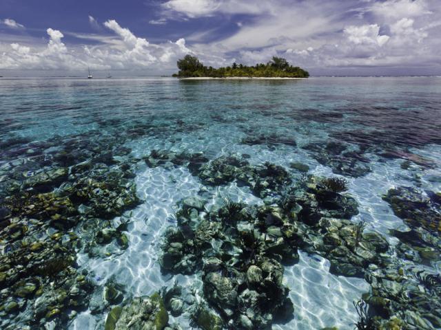 Belize reef