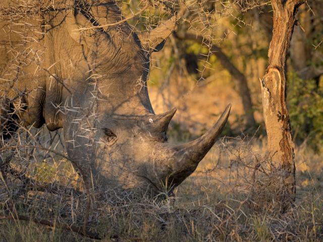 Grazing white rhino