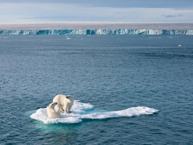 Two polar bears on a ice of ice in the Artic Ocean, Svalbard © Florian Schulz / visionsofthewild.com