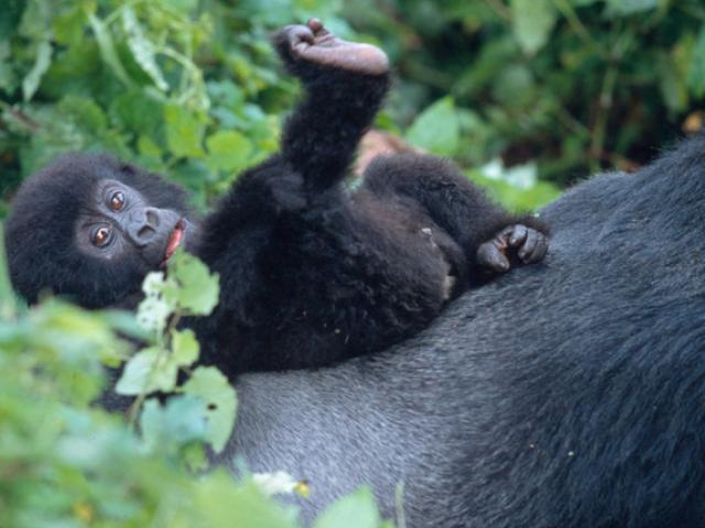 Baby mountain gorilla, Virunga
