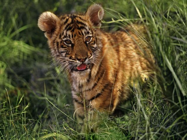 Indian tiger cub © Martin Harvey / WWF