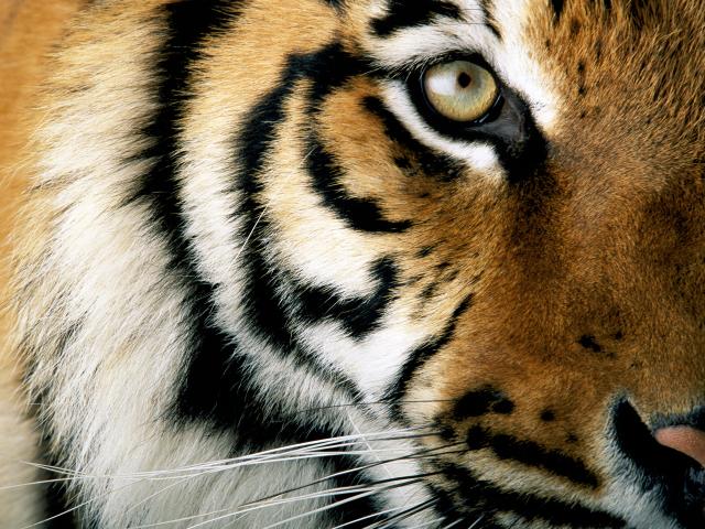 Close up of a tiger  © National Geographic Stock / Michael Nichols / WWF