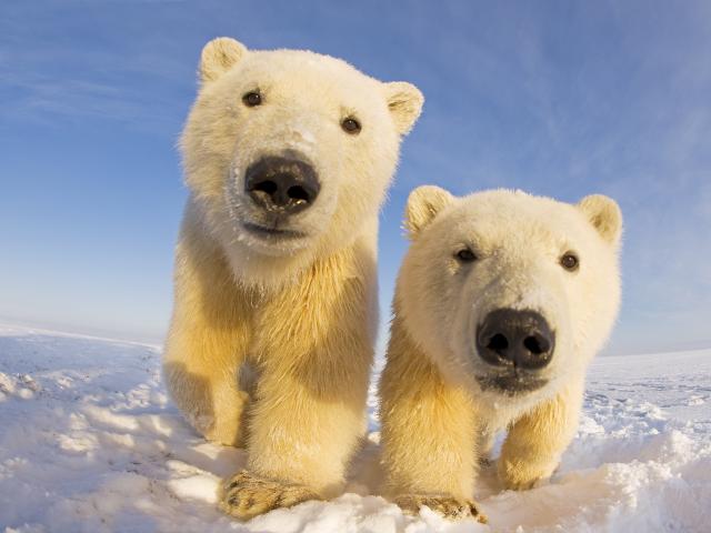 Two curious young Polar bears © naturepl.com / Steven Kazlowski / WWF