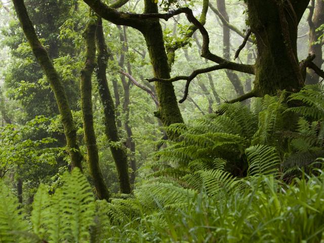 Damp woodland near Lynton in north Devon, UK