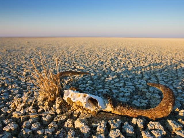 Animal skull on cracked earth