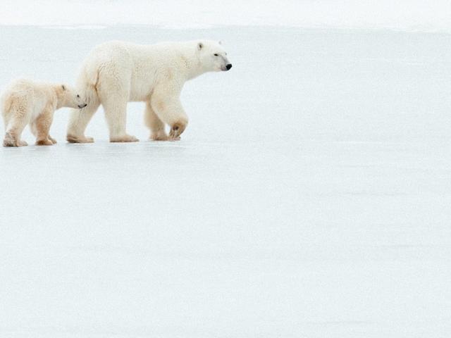 Mother polar bear and cub walk across frozen pond