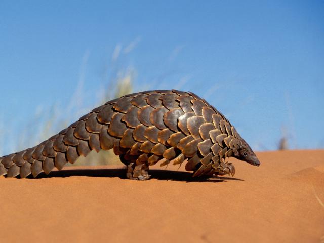 Cape pangolin