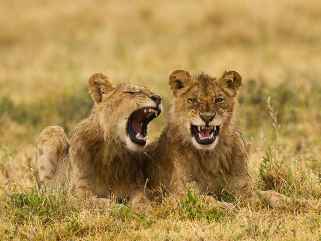 Two lions (Panthera leo) in the Ngorongoro Conservation Area in Tanzania, Africa
