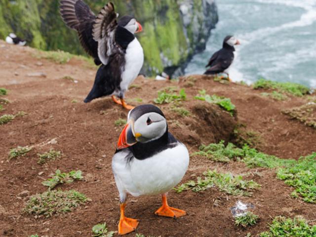 Puffins in Wales © iStock