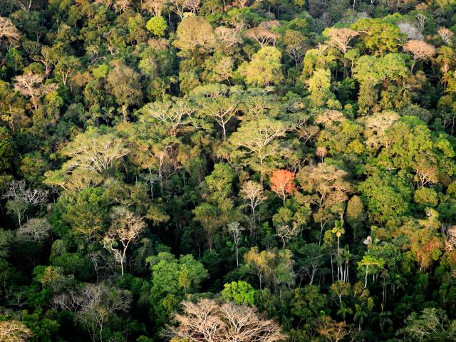 Amazon rainforest in Acre, Brazil © Greg Armfield / WWF-UK
