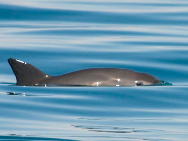 Vaquita