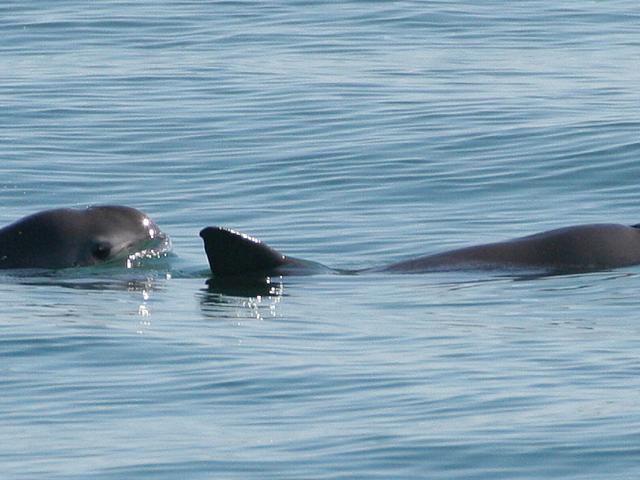 Vaquita © Paula Olson