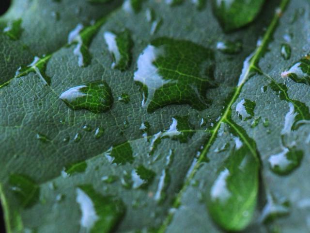 Rain drops on a green leaf