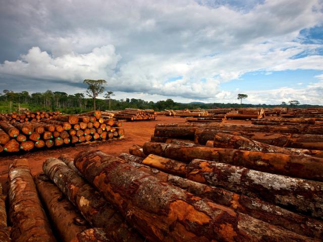timber products and the effects on communities and forests in the Congo Basin region.