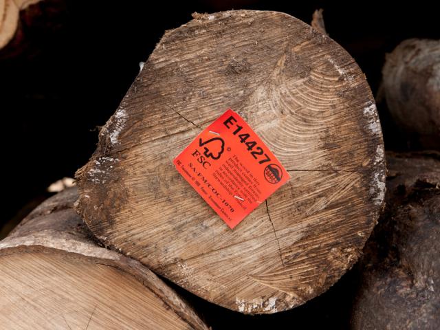 Harvested logs from Kolombangara Forest Products Limited a certified FSC Forest Stewardship Council timber plantation.