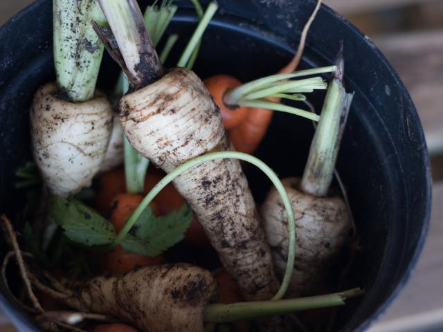 Freshly harvested organic parsnips and carrots, Cardiff