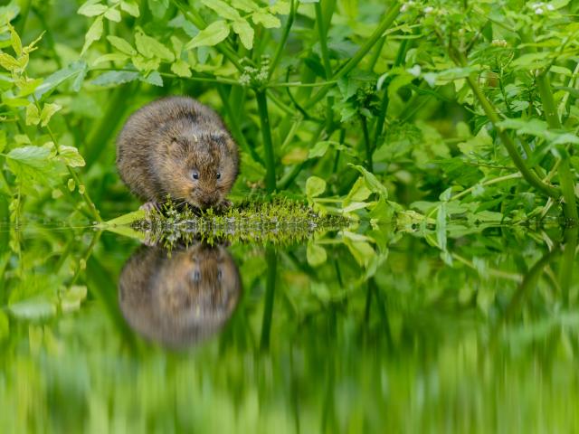 An endangered Water Vole