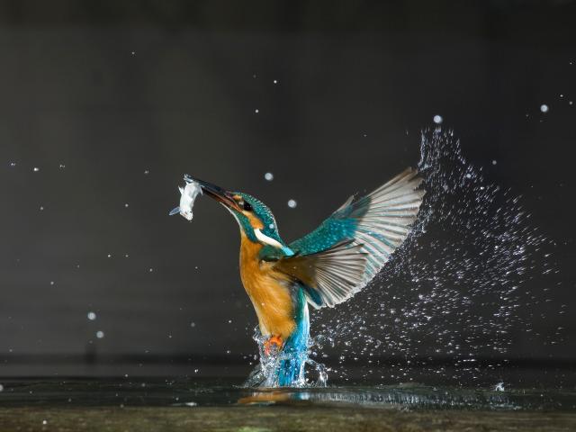 Kingfisher pictured with a fish in its beak 