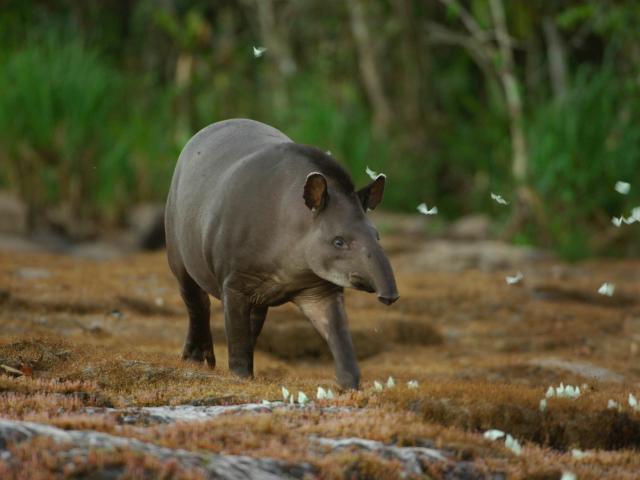 Tapir from Juruena National Park, Brazil