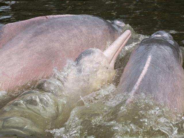 The team manages to net a group of four Amazon River Dolphins in Quebrada Valencia, a small tributary of the Loretayacu River Amazonas, Colombia.