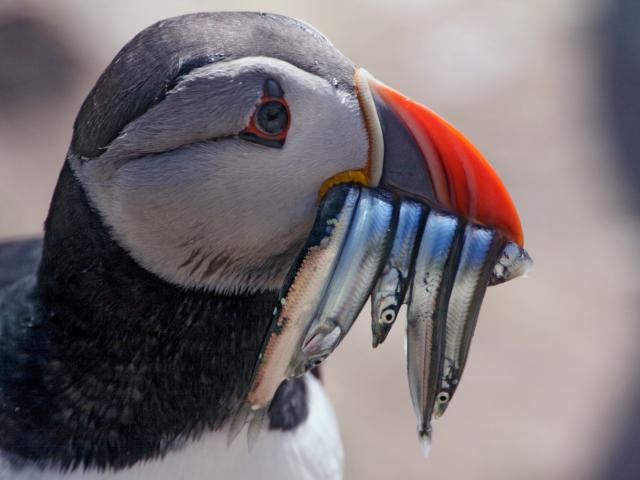 Atlantic puffin 
