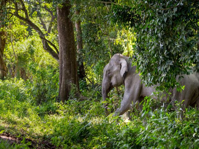 Asian elephant ( Elephas maximus ) in undergrowth. Kaziranga National Park, India
