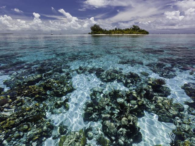 Belize reef