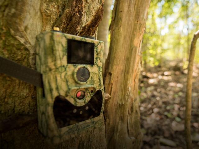 Camera trap on a tree