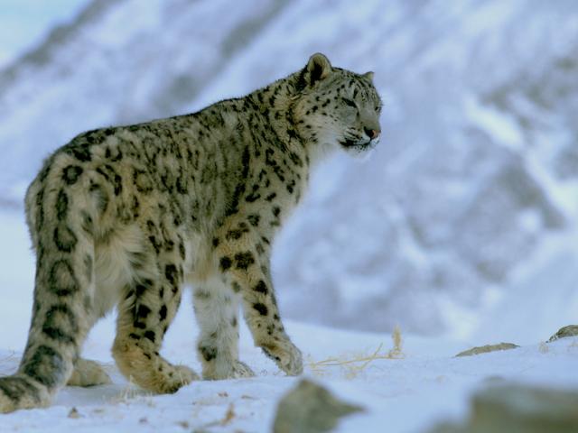 Snow leopard in snow on a mountain