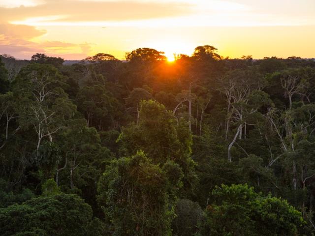 Amazon © Day's Edge Productions / WWF-US