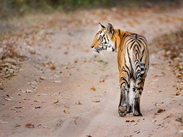 Bengal tiger, India © Richard Barrett  WWF-UK