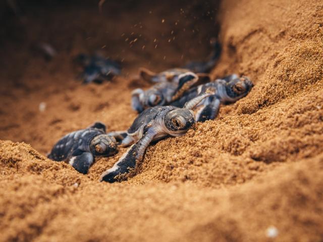 East Africa turtles © Jonathan Caramanus / Green Renaissance / WWF-UK