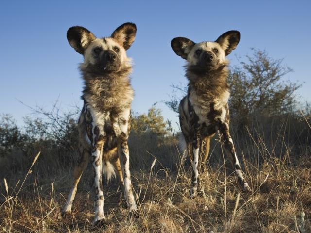 African wild dogs © Martin Harvey / WWF