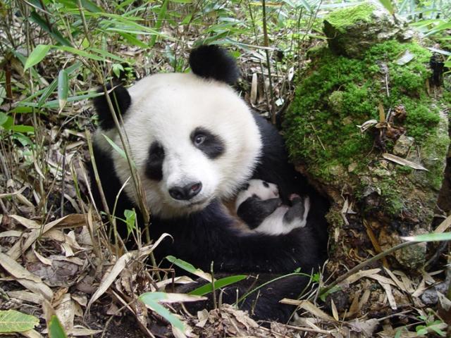 Giant panda © WWF China / Yong Yange