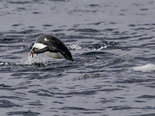 Adelie penguin jumping out of the water while swimming