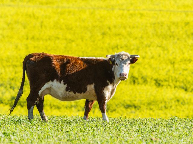 Beef Cattle grazing on transformed grassland