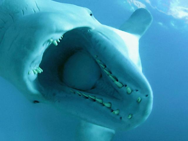 Beluga Whale