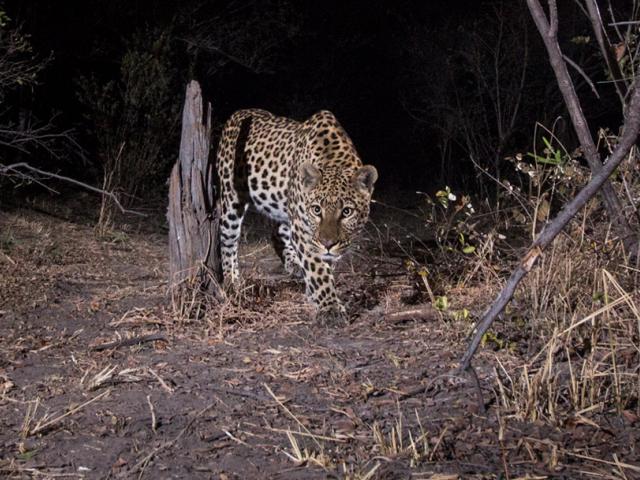 Leopard image taken by camera trap
