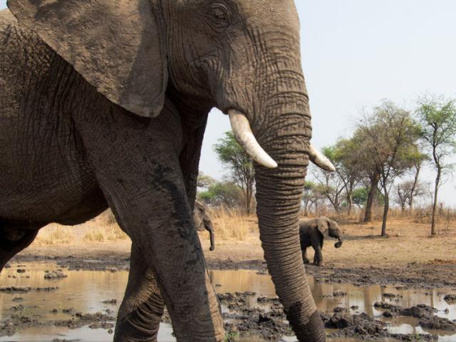 Elephant image taken by camera trap