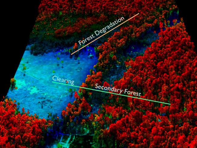 Lidar image of forest