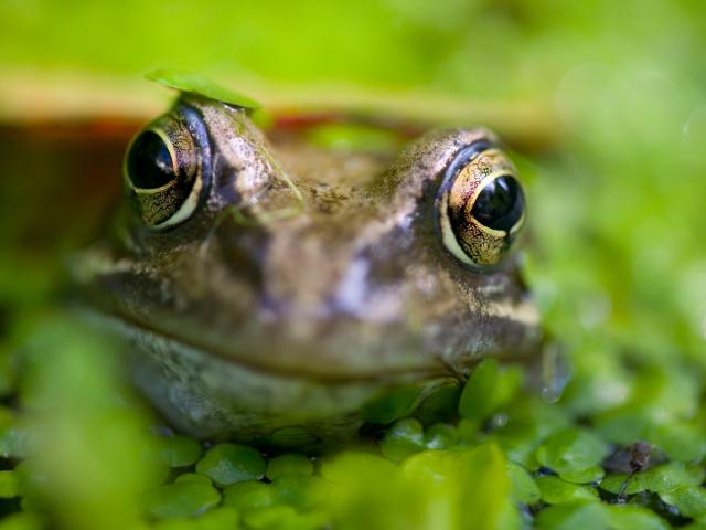 Common Frog