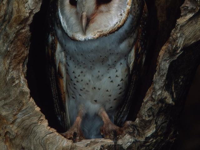 Barn owl in tree