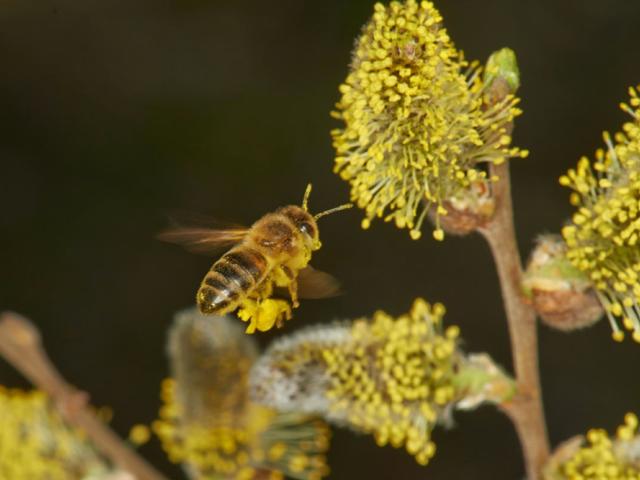 Western honey bee (Apis mellifera) visiting willow flowers (Salix caprea).