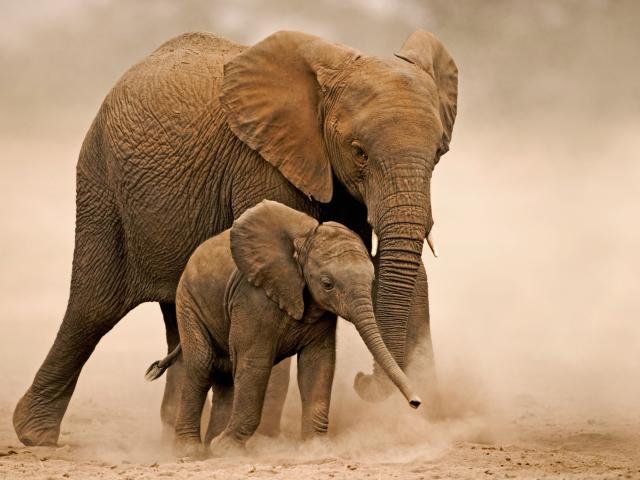 African elephant (Loxodonta africana) Young calf with adults. Amboseli National Park Kenya. Dist. Sub-saharan Africa