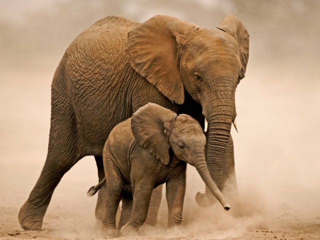 Elephant walking with calf