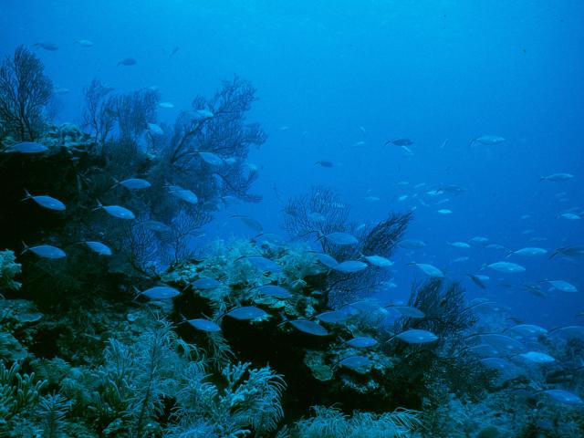 Deep reef community Barrier reef Carrie Bow Caye, Belize