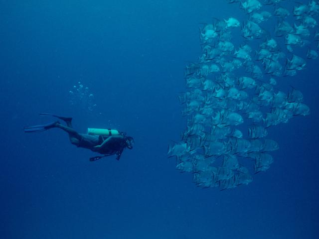 Diving in Belize © Anthony B. Rath / WWF