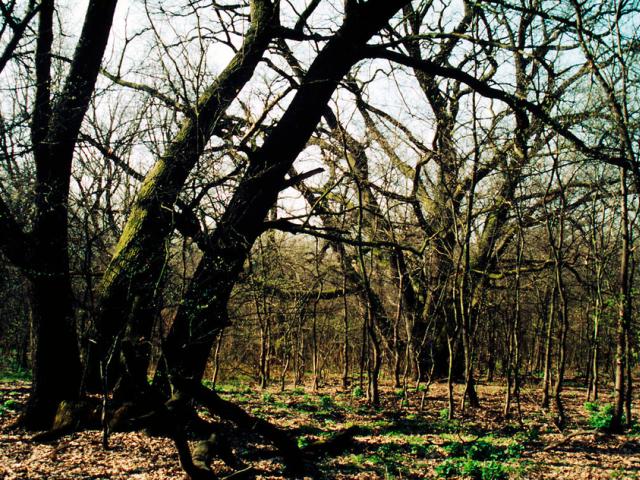 Pirin National Park - Oak tree forest Danube Island - © Hervé Lethier / WWF