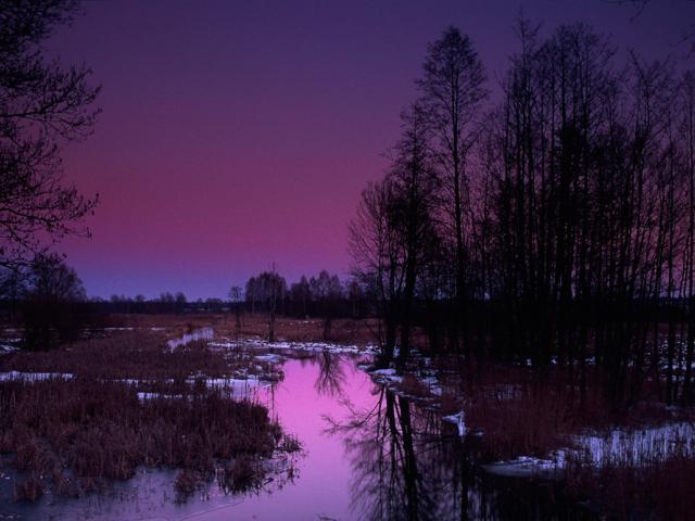 Narewka River in the morning fog, in winter, Bialowieza National Park - © Sanchez & Lope / WWF